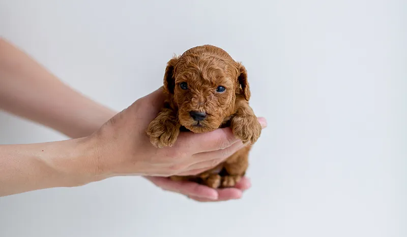 ワンちゃんの紹介ページに体重と大きさを月ごとに成⻑記録として掲載